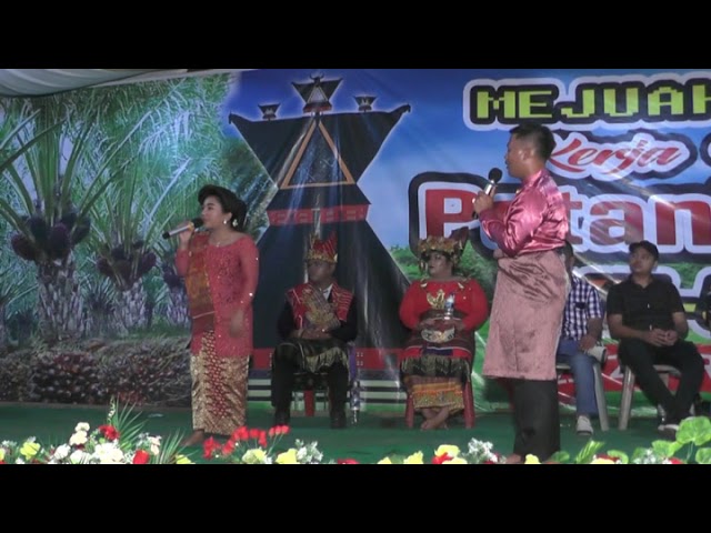 Adu Perkolong - kolong Iche Br Ginting Vs Tambar Sitepu Kerja Tahun Desa Petani Jaya class=