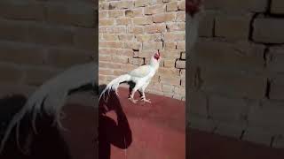 Rooster Crowing Compilation Plus - Rooster crowing sounds Effect 2016