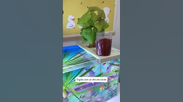 kệ đa năng đặt trên thành bể vừa trồng cây vừa dùng làm nơi cho cá ăn sạch nước #aquatic #shorts