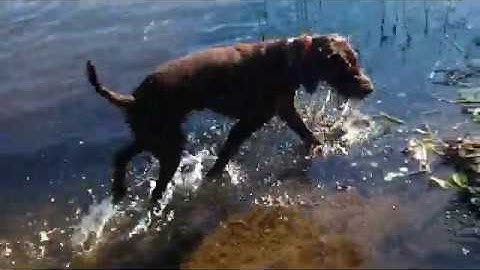 Rigby the pudelpointer starting to get the hang of water retrieving