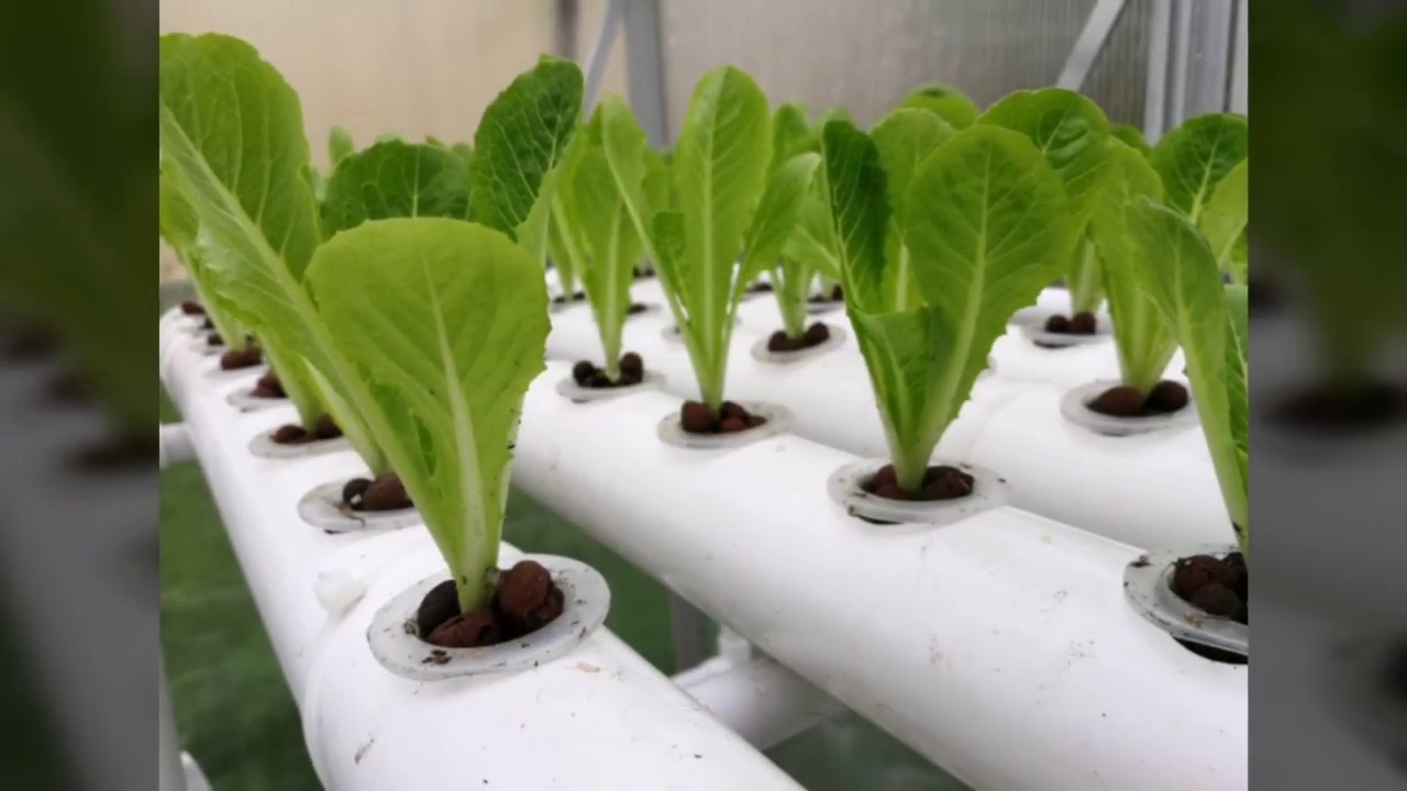 Hydroponics lettuce farming fast grow YouTube
