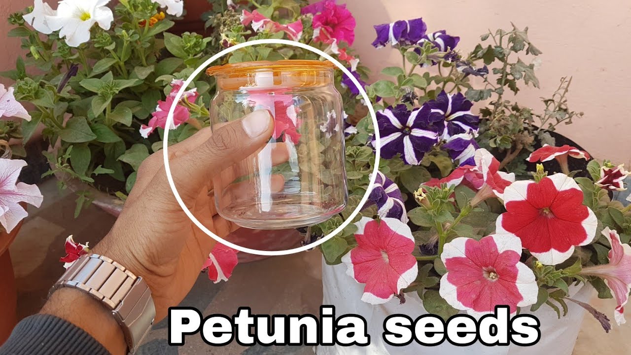 Petunia Flower How To Collect And Seeds Petunia Flower How To Collect And Seeds