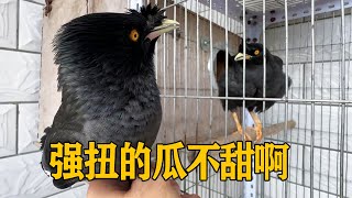 Once again  Xiao Wu and the male bird were caged together. This time the effect was good  but unfor