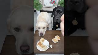 The Owner's Favorite Dog Revealed! 😳🐶 | #Dog #Pets #Reaction
