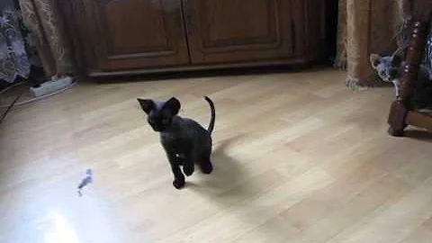 Video 1960321: devon rex girl
