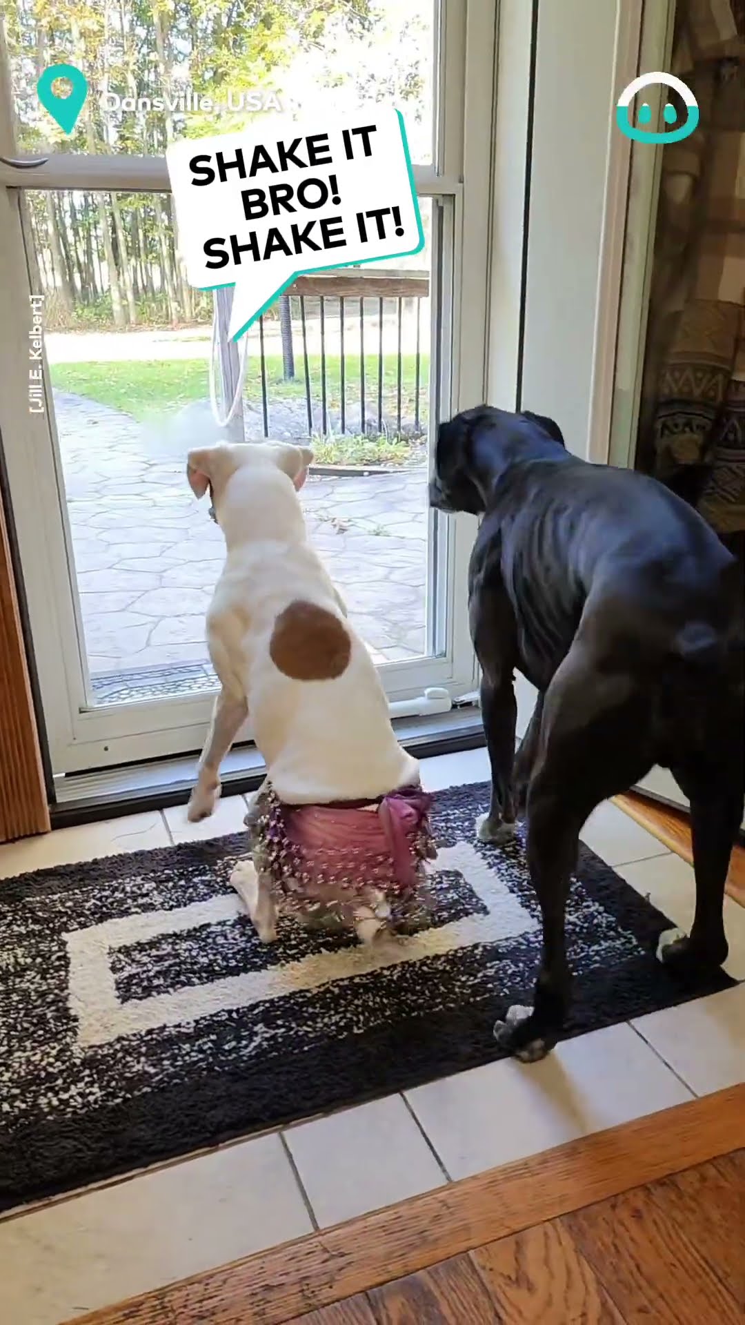 Boxer Wiggles In Belly Dancing Skirt || ViralHog