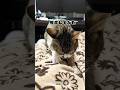 黙々と寝てる飼い主のおなかを掘る猫 #shorts #保護猫 #cat #猫 #cute #野良猫 #trending