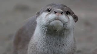 Editor Showreel 2016
