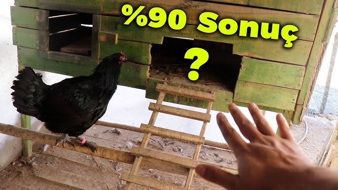 Chick kun davomida qarzlari uchun sikildi