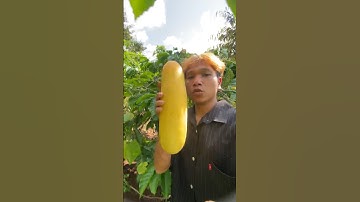 Dưa leo rừng #dưaleo #shorts