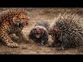“The Leopard’s Fatal Mistake – Porcupine &amp; Honey Badger Turn the Hunter into the Hunted!”