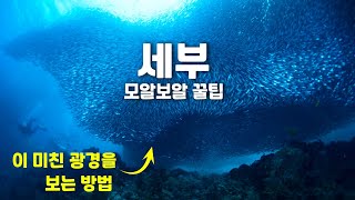 세부 모알보알 가기 전에 꼭 보세요. 거북이, 정어리떼 찾는 방법 및 모든 꿀팁.