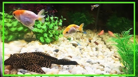 CÁCH CHĂM SÓC BỂ CÁ CẢNH - Nước sạch trong vắt, cá sống khỏe