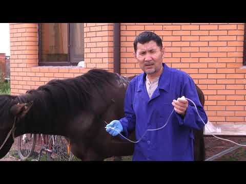Видео: Диагностика и лечение болезней сердца у лошадей