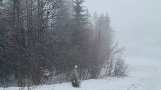 In the Cold Woods