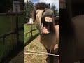singer donkey singing a song-funny video_#shortvideo Mp3 Song