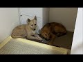 部屋の隅から動かない保護犬と先住犬を対面させてみたら…