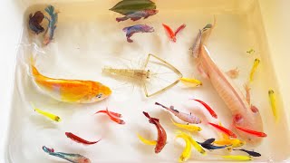 Most Amazing Catch Colorful Ornamental Fish, Turtle, Axolotl, Radtang, Koi, Tetra, Spadefish, Angel