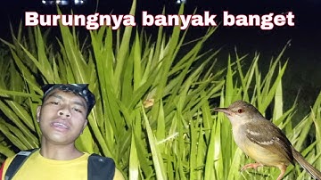 Mencari burung di malam hari? || spot banyak burung yang tidur di rumput #1 #burungkicaudialamliar 