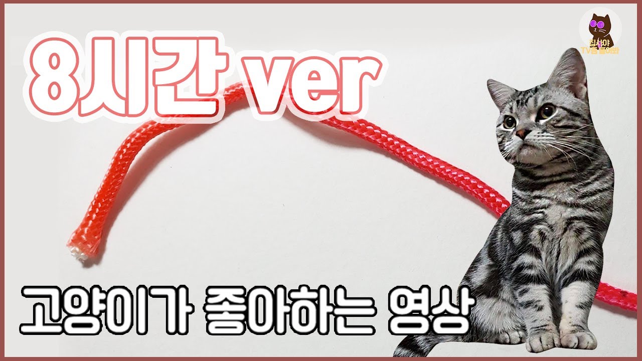 [8시간/중간광고x] 😺고양이가 반응하는 오색노끈 화면을 고양이에게 보여주세요! (풀벌레 울음소리)/고양이가 좋아하는 소리와 음악