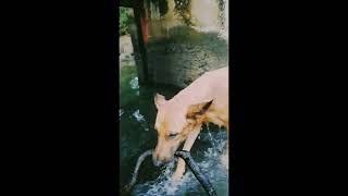 dog playing on water shorts