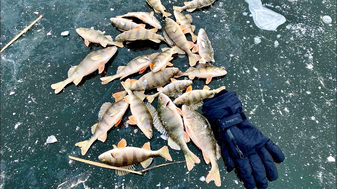 Окунь В Мороз 🥶Активний Ловимо на 🥚🥚На Затоках р. Дніпро 