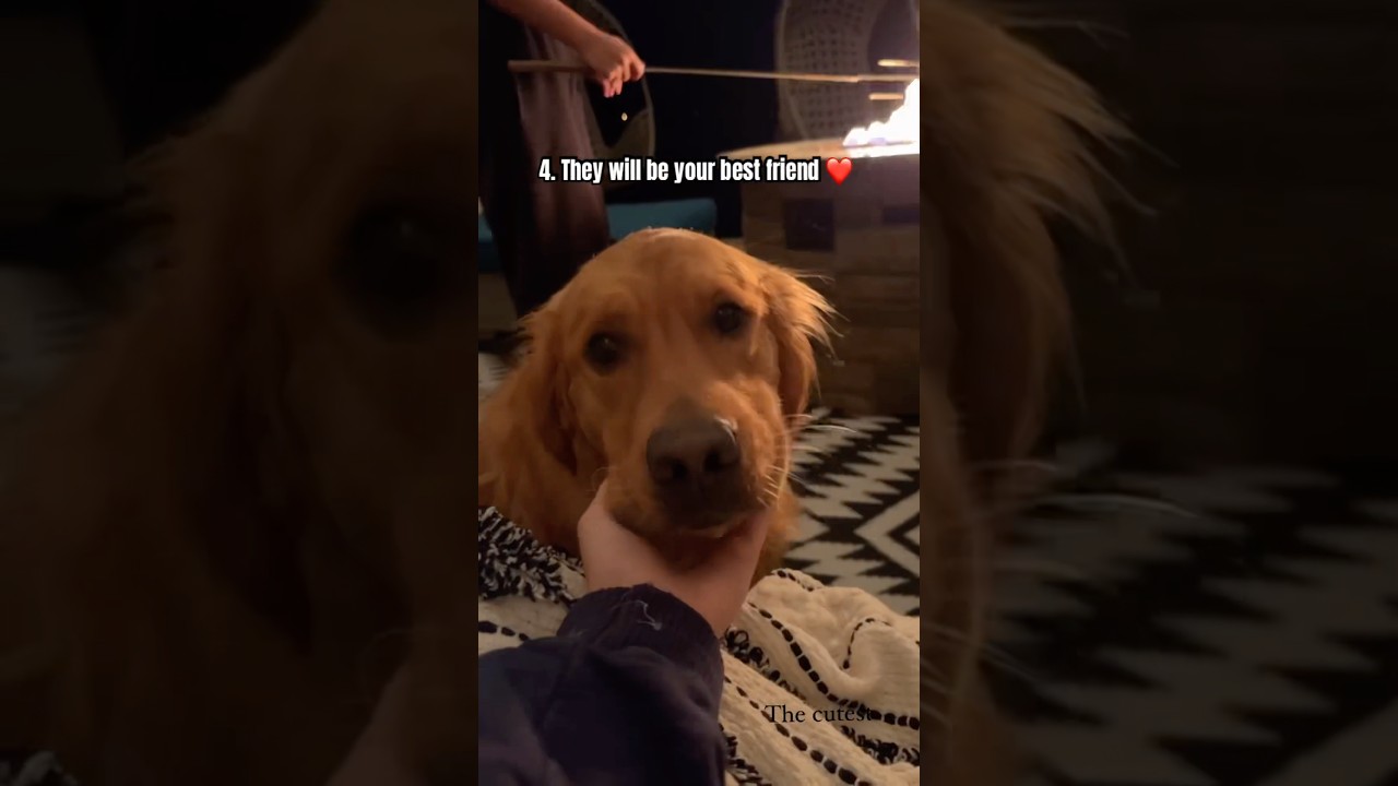 Why you should get a dog🥰 #puppy #youtubeshorts #dogshorts