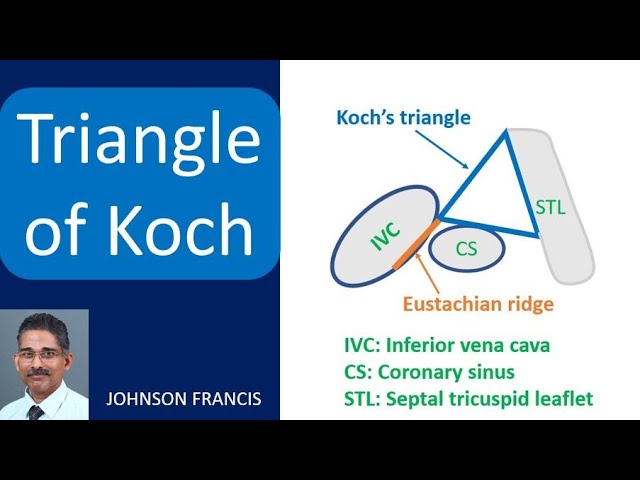 Koch Triangle