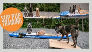 Steps to train your dog to SUP