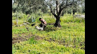 WHY WE FAILED with our spring garden this year   STONE BARN renovation to be continued by Portugal It Is 9,990 views 2 months ago 37 minutes