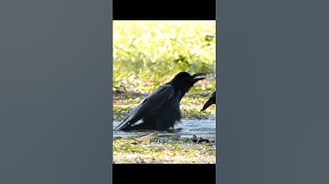 If a crow sees another dead crow on the ground, it gives signals of confusion and alarm.