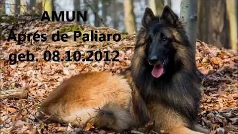 Amun - Aprs de Paliaro, WP 2016