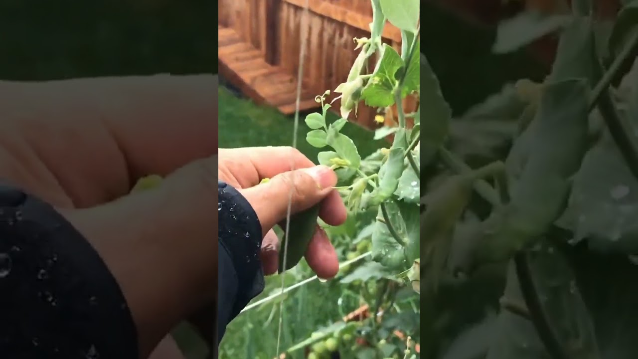 Harvesting Fresh Sugar Snap Peas and Strawberries from Our Cozy Garden