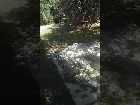 بداية جني الزيتون الاخضر في إفران أطلس الصغير تبارك الله افا ربي الخير