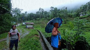 Suasana Pagi di Kampung Yang Tenang  Turun Hujan dan Kabut kampung Yang Indah Pedesaan Jawa Barat