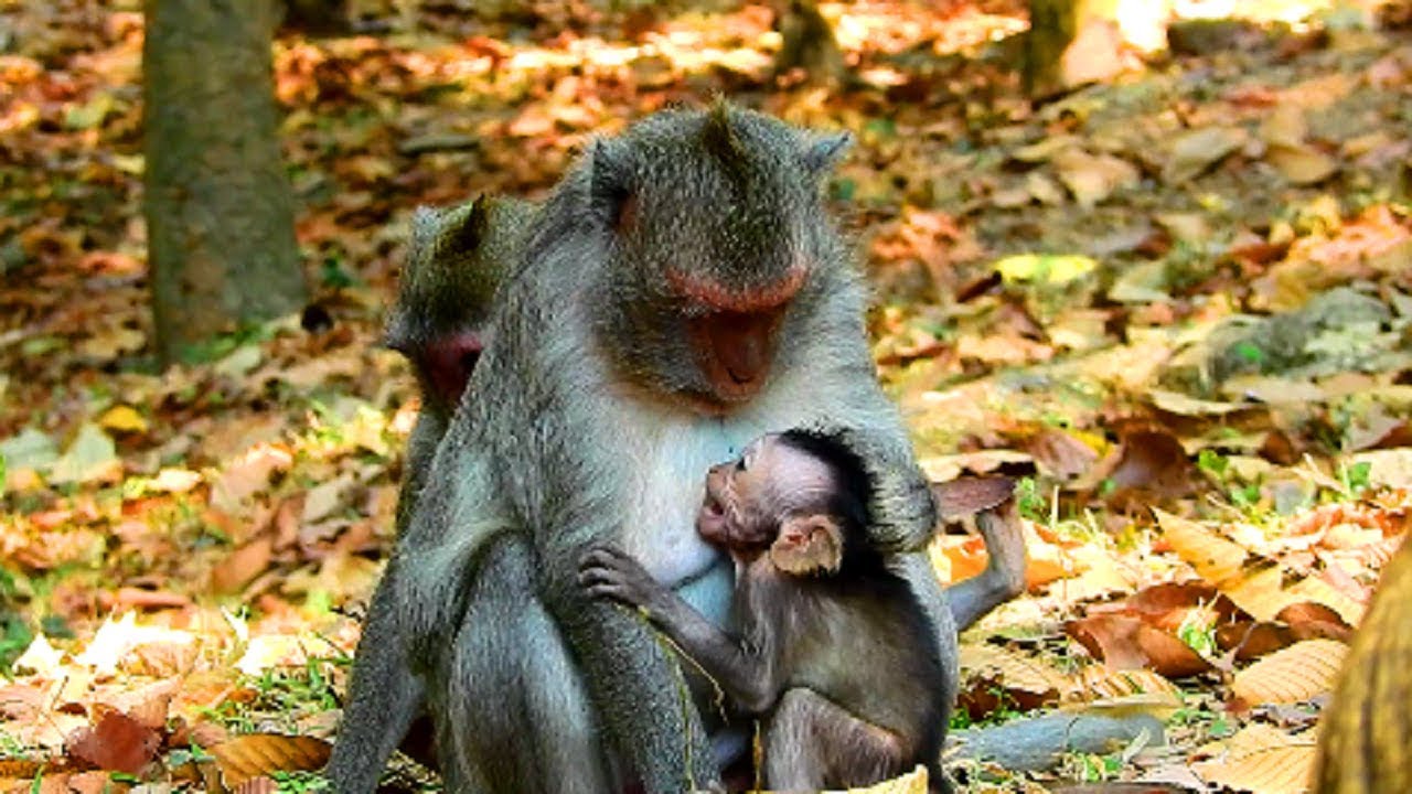 No No Mum !! Jade angry Jayden cos milk, Mum will wean baby soonest 1728