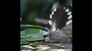 suara sikatan kipas/ sikatan bambu !!!! #masteranburung #muraibatu #kicaumania @innovvabf