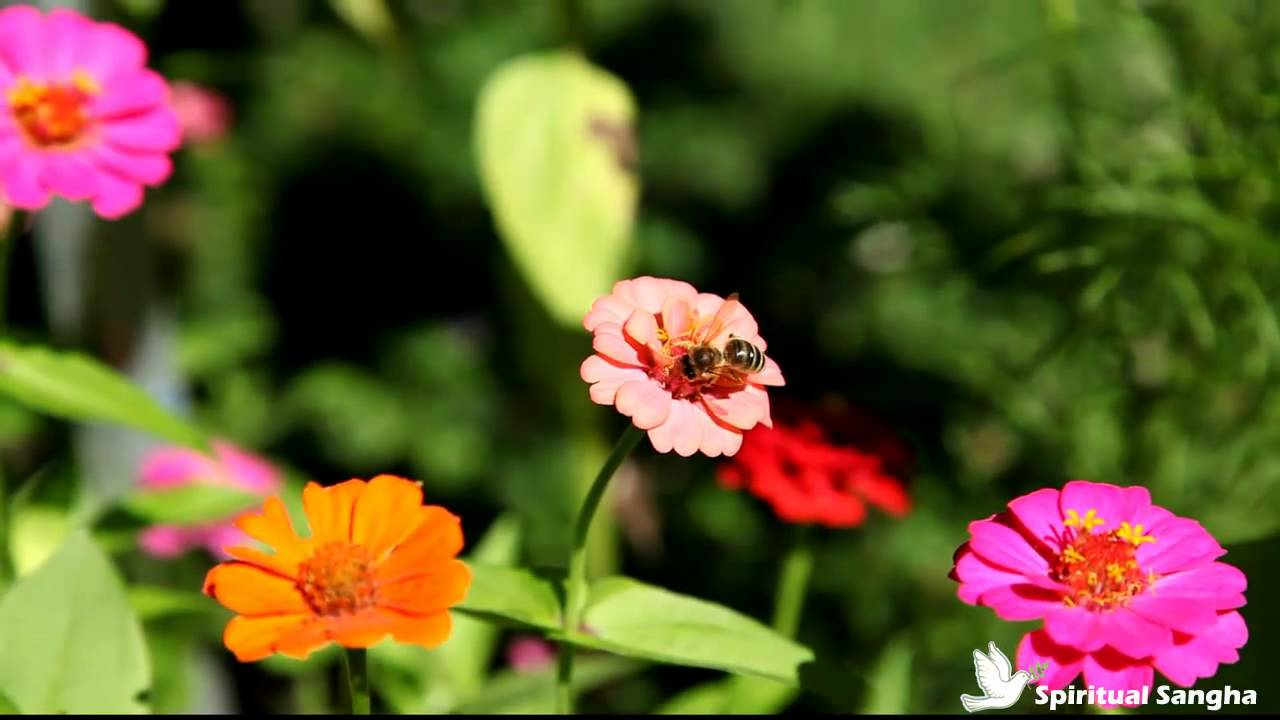 Sama Veda Book II Chapter I XVI Soma Pavamana