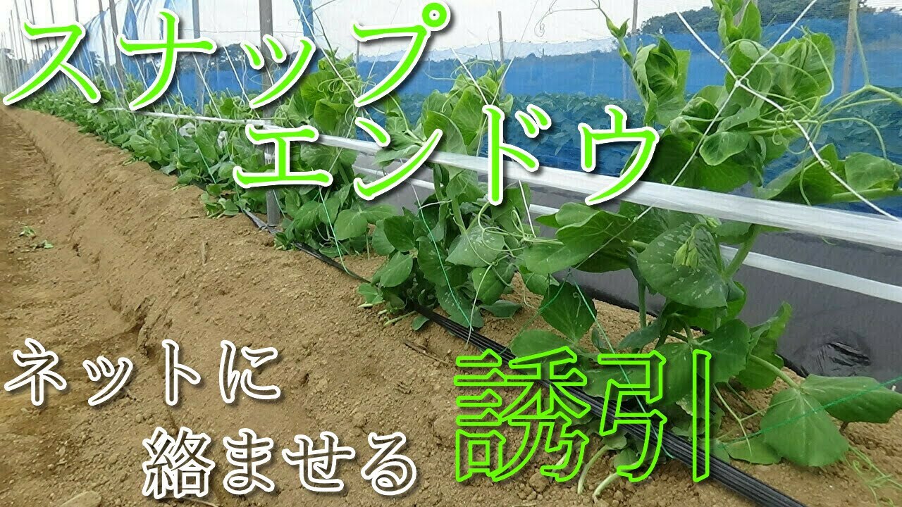 ネットに絡むように風対策込みで、誘引を行う!　#12