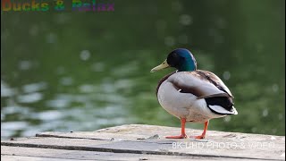 Spring Mellard male duck chilling on the lake Canon R8 + Canon 800 mm f11 @Cheshire 2024