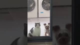 Хозяин отпусти нас, мы всё постирали😁🐱🐶