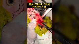 Buffon Macaw Bermasalah