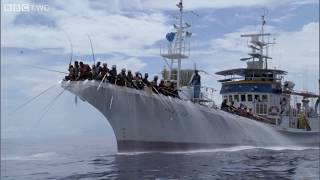 HD  Tuna Fishing   South Pacific   BBC Two