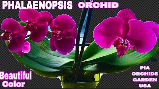 It’s Ok To Repot An Already Blooming Orchid | Watch This Video #PNW 🇺🇸