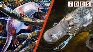 Prehistoric Platypus Ancestor Discovered in Australia | 7 Days of Science