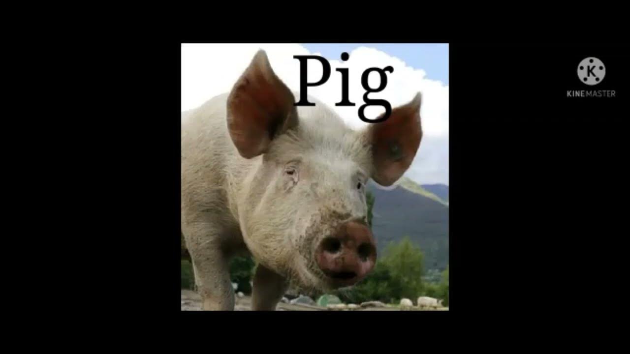 How to spell How do you spell "pig" Talking Picture Dictionary