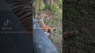 Cute Tiger ? at Angkor wild and aquarium siem reap Cambodia ?? Tiger Viral aquarium ?