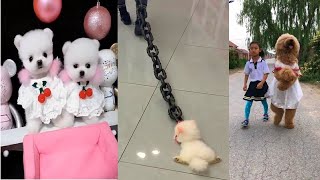 Tik Tok Chó Phốc Sóc Mini | Funny and Cute Pomeranian Videos #27 by So Cute 18,319 views 3 years ago 10 minutes, 13 seconds