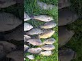 рыбалка на монастырском озере кмв