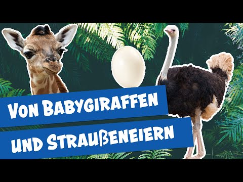 Video: Haustier Scoop: Giraffe gibt endlich Geburt, gespendete Puppenbetten helfen Shelter Cats